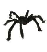 Pavúk čierny